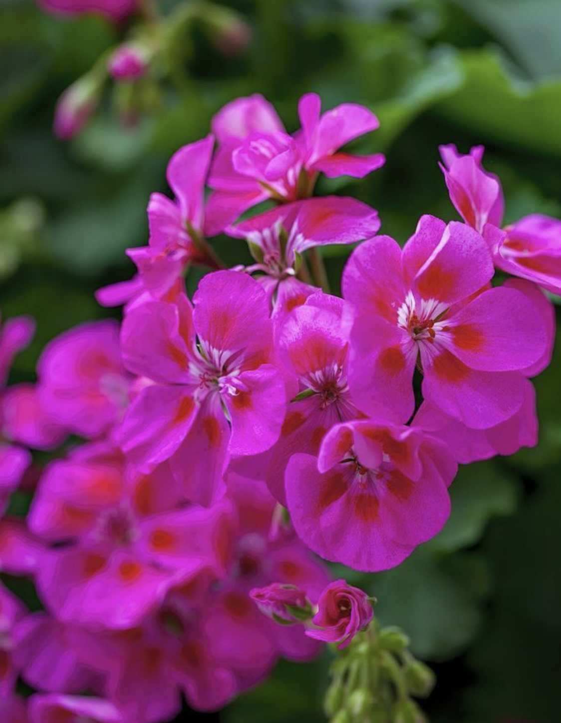 Mappa o sede Fraschina Giardini